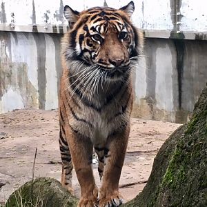 Sumatran Tiger