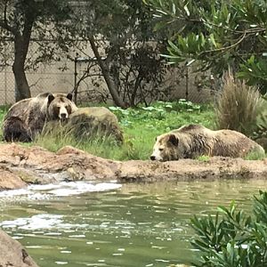 Grizzly bears