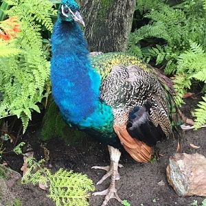 Peacock