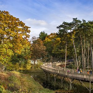 Spider monkey island