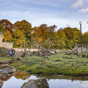 Barbary macaque enclosure