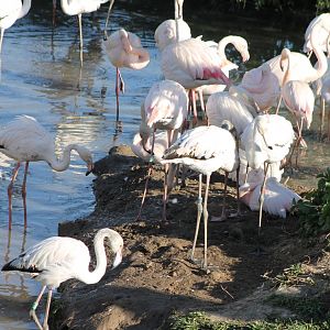 Greater flamingos