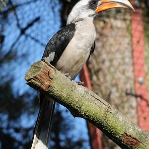 Von der Decken's hornbill