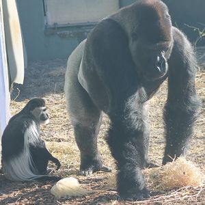 Colobus and Western lowland gorilla