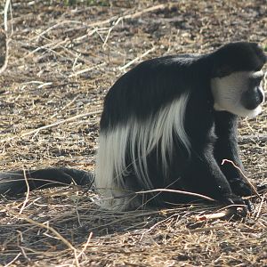 Colobus