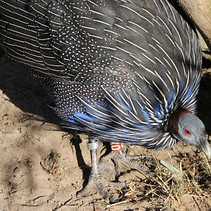 Vulturine guineafowl