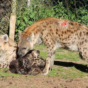 Spotted hyena clan