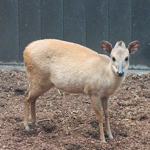 Natal red duiker