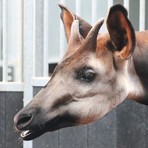 Okapi