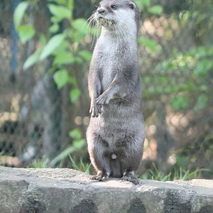 Asian small-clawed otter