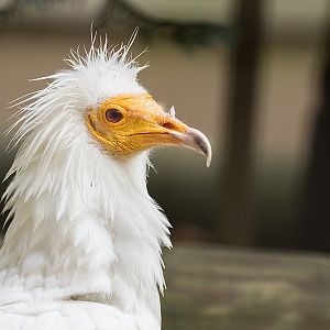 Egyptian Vulture