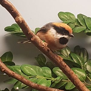 Black-throated bushtit