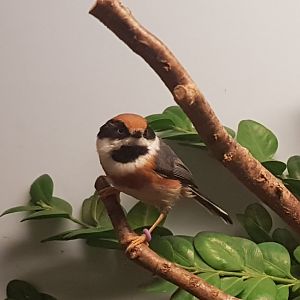 Black-throated bushtit