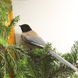 European Azure-winged Magpie