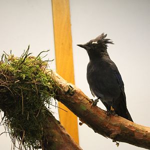 Steller's Jay