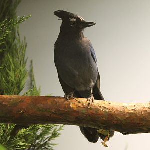 Steller's Jay