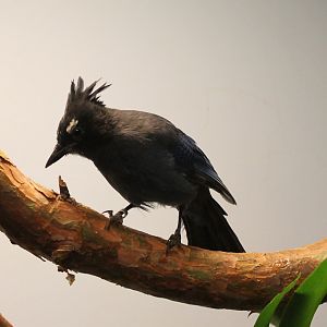 Steller's jay