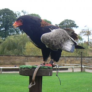 Bateleur - 27 October 2016