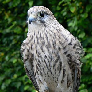 European Kestrel - 27 October 2016
