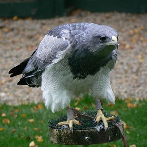 Chilean Blue Eagle - 27 October 2016