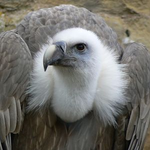 Eurasian Griffon Vulture - 27 October 2016
