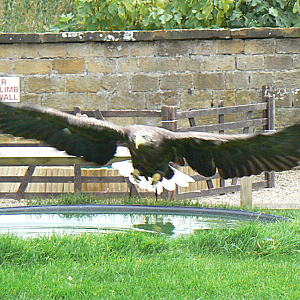 White-tailed Sea Eagle - 27 October 2016
