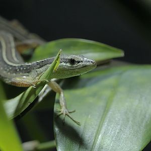 Asian grass lizard