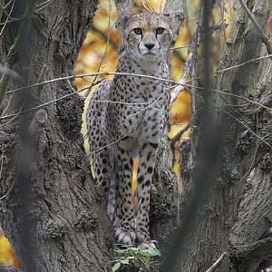 Cheetah up a tree
