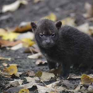 Bush dog puppy