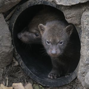 Bush dog puppies