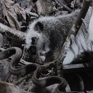 North Luzon cloud rat feeding