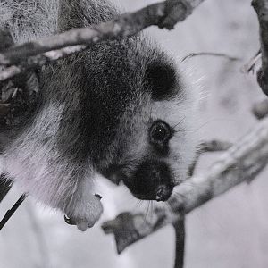 North Luzon cloud rat