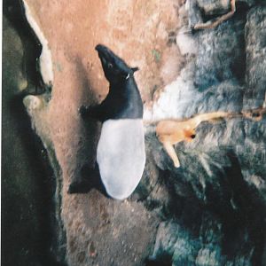 Malayan Tapir and White- cheeked gibbon