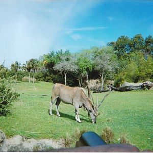 Common eland