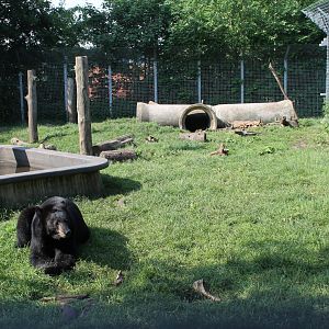 American Black Bear Enclosure