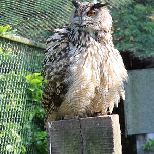 European eagle owl