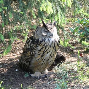 European eagle owl