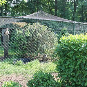 Enclosure European eagle owl