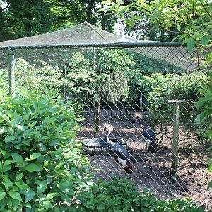 Crane, Guineafowl and Hornbill enclosure