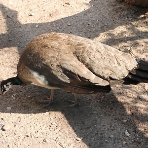 Female Peacock