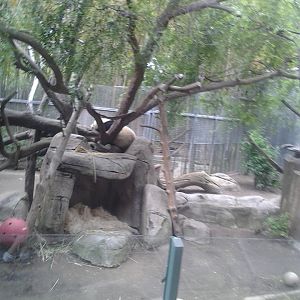 Giant Panda