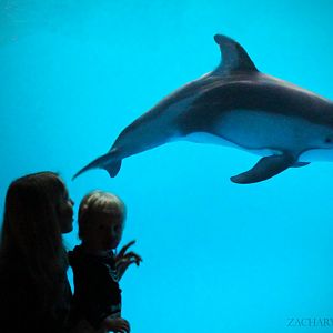 Mar. 2016 - Pacific Northwest Oceanarium - Pacific White-sided Dolphin