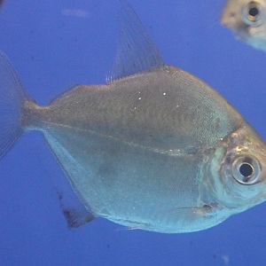 Metynus schreitmuelleri