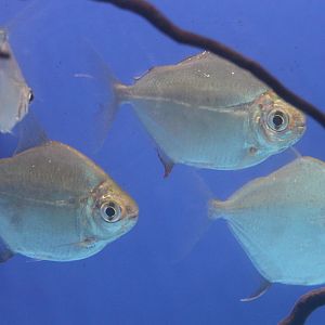 Metynus schreitmuelleri