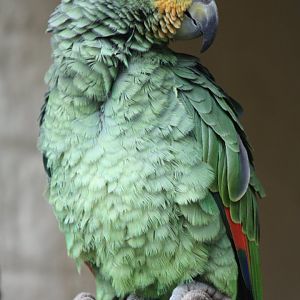 Orange-winged Amazon, 30th October 2016