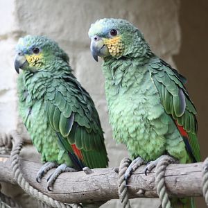 Orange-winged Amazons, 30th October 2016