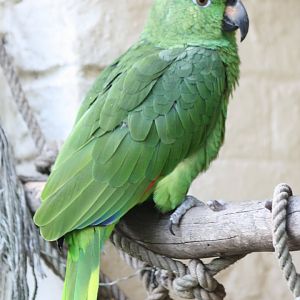 Kirby, Yellow-crowned Amazon, 31st October 2016