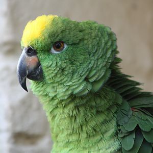 Kirby, Yellow-crowned Amazon, 31st October 2016