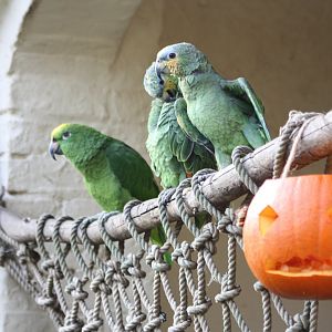 Halloween Amazons, 31st October 2016