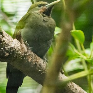 Greater yellow-naped woodpecker